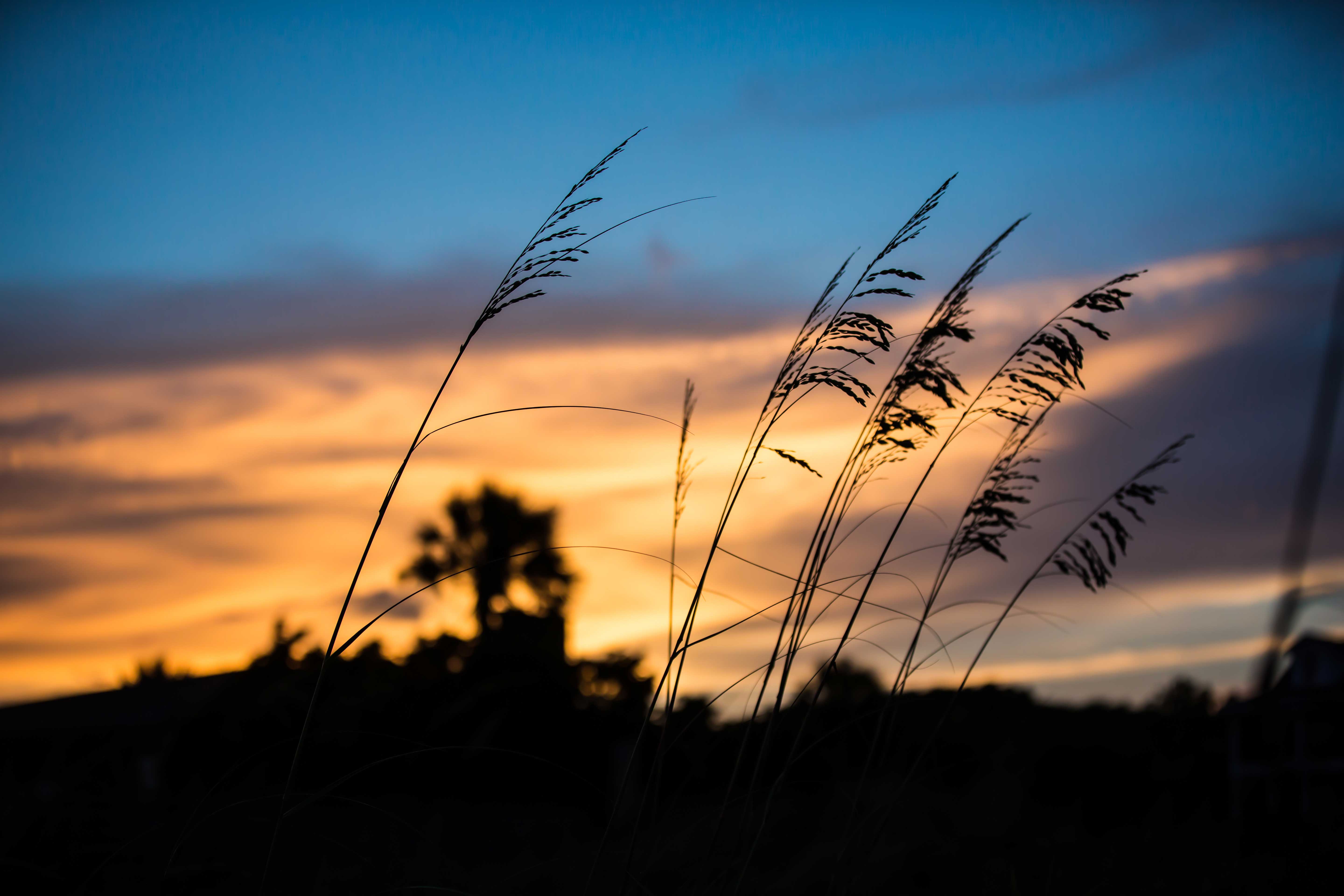 Charleston Landscape